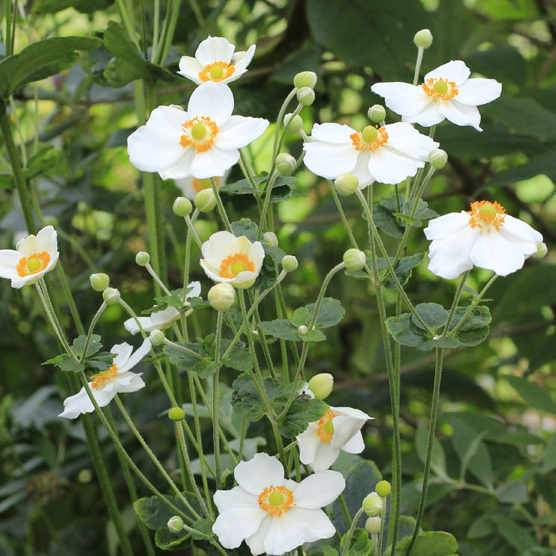Windflower (Anemone Hybrida Honorine Jobert) - Image 3