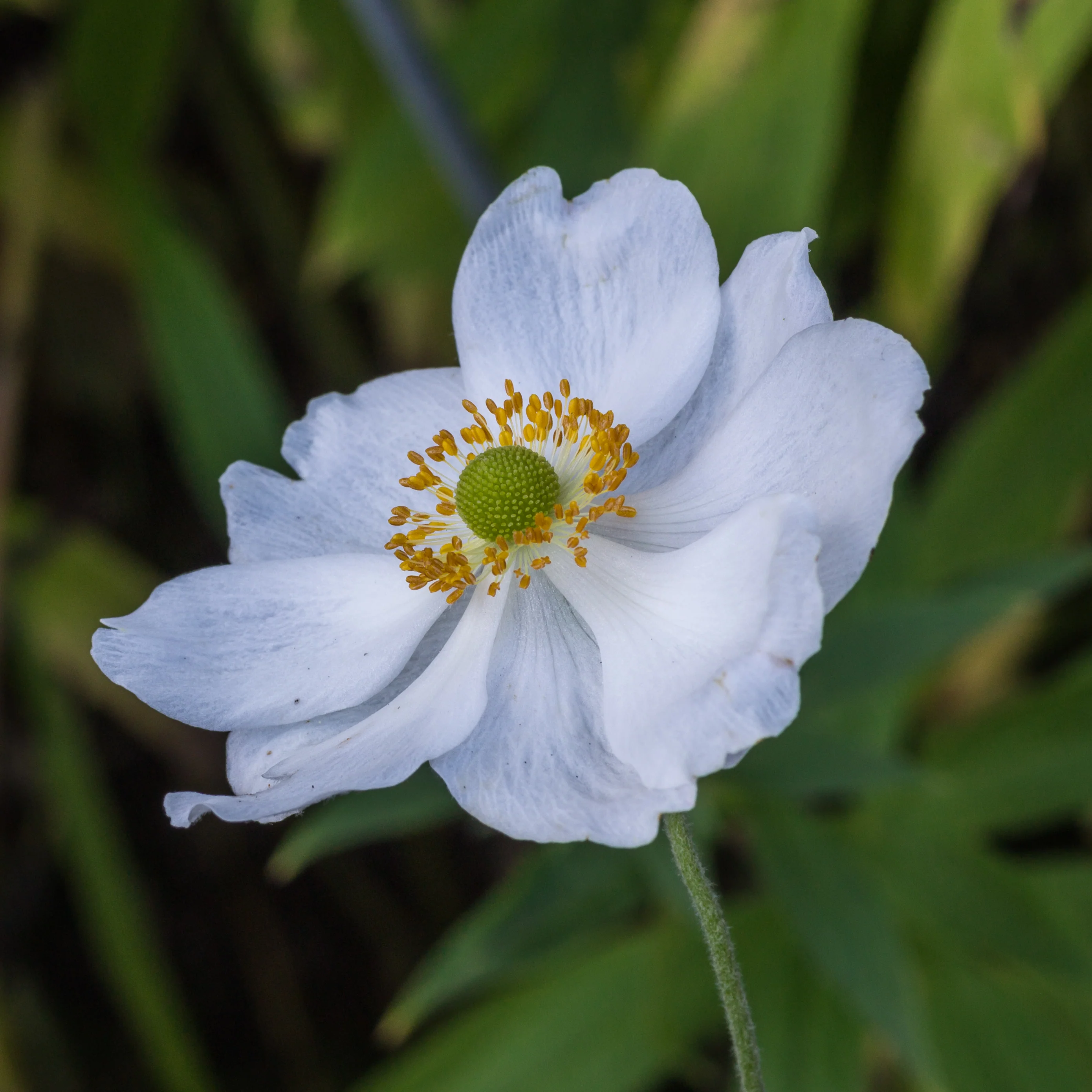 Windflower (Anemone Hybrida Honorine Jobert) - Image 4