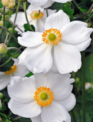 Windflower (Anemone Hybrida Honorine Jobert) - Image 5