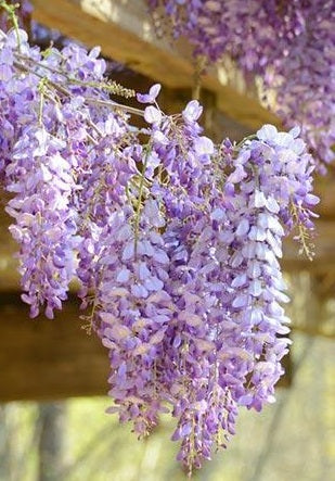 WISTERIA B. AMETHYST FALLS