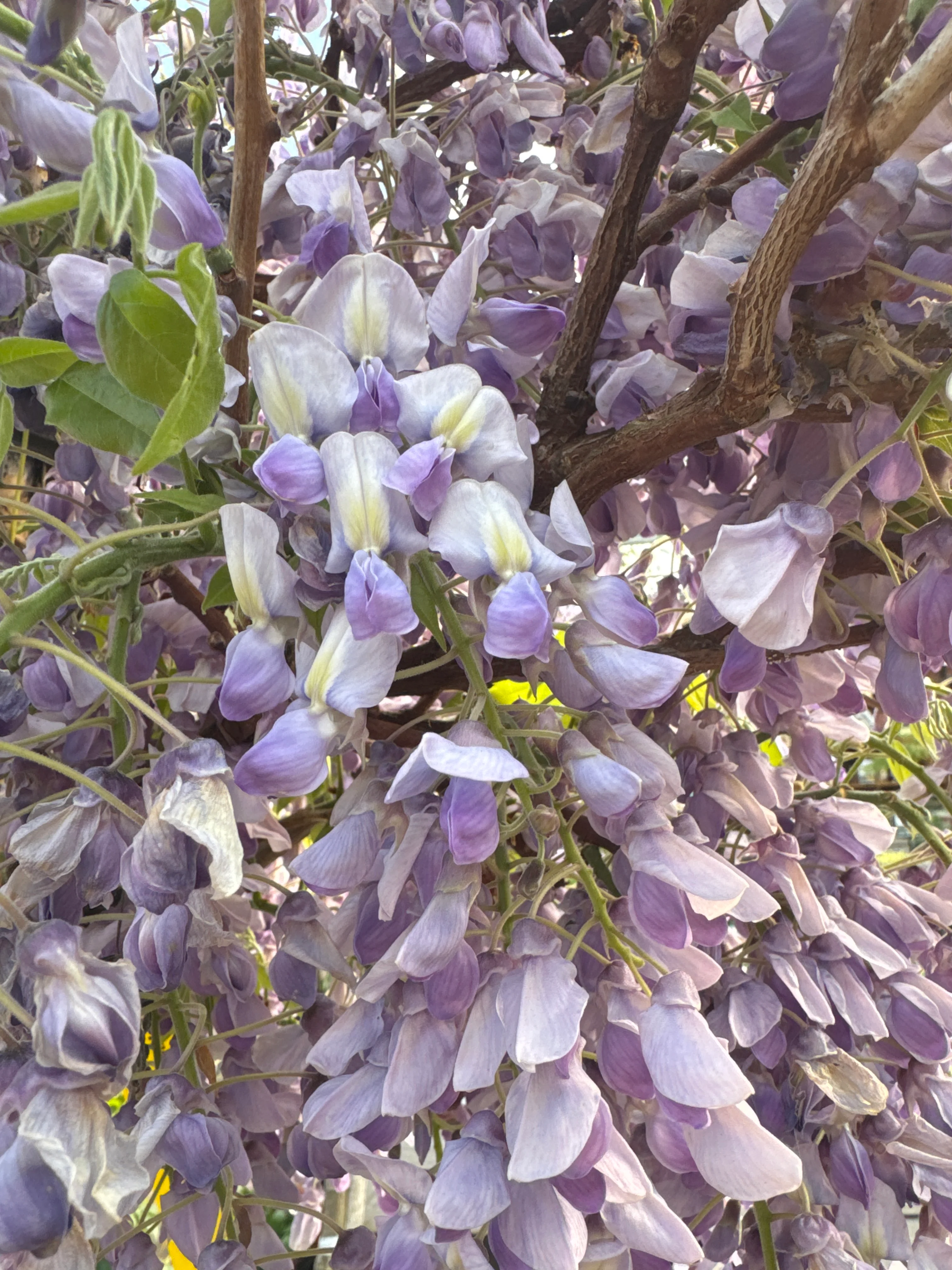 WISTERIA BRACH."GOLDEN KING" CLT 35 TRONCO 130 - 140 CM CIRC. TR. 08 - 10 CM  1/2 STD - Image 3