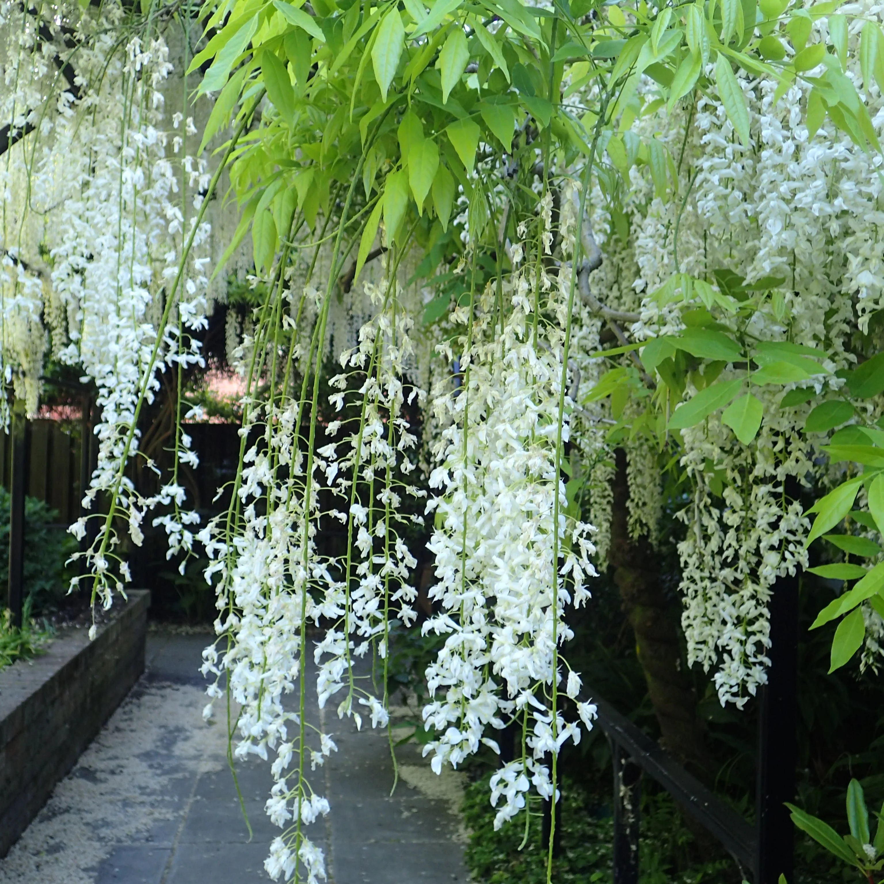 Wisteria flor. 'Alba' - Image 2