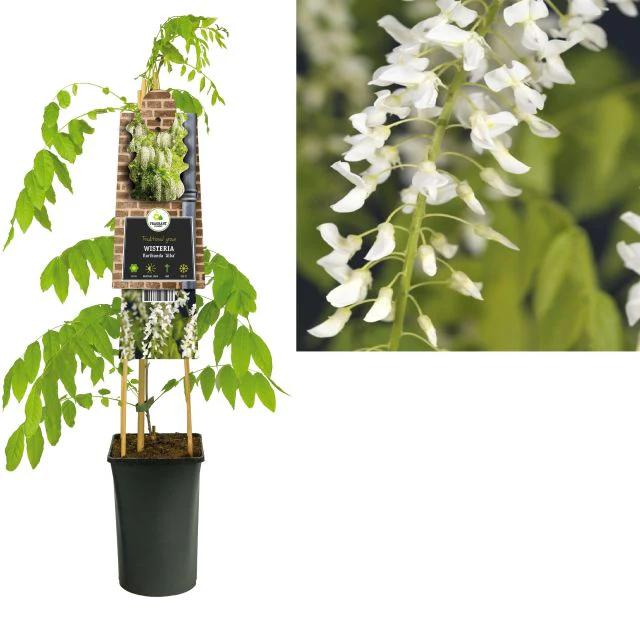 Wisteria flor. 'Alba' - Image 3