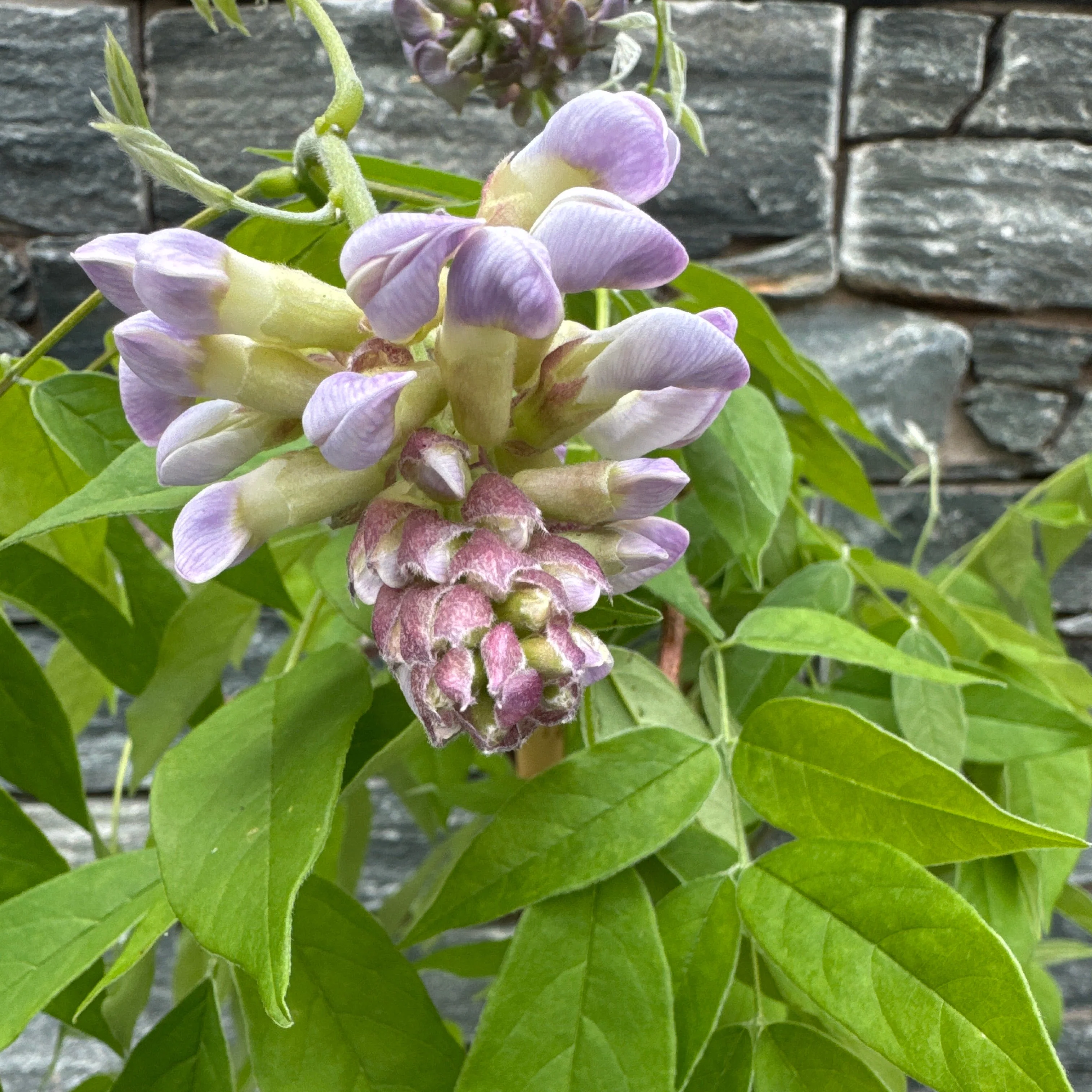 Wisteria frutes. Amethyst Falls pot 19 cm - Image 2