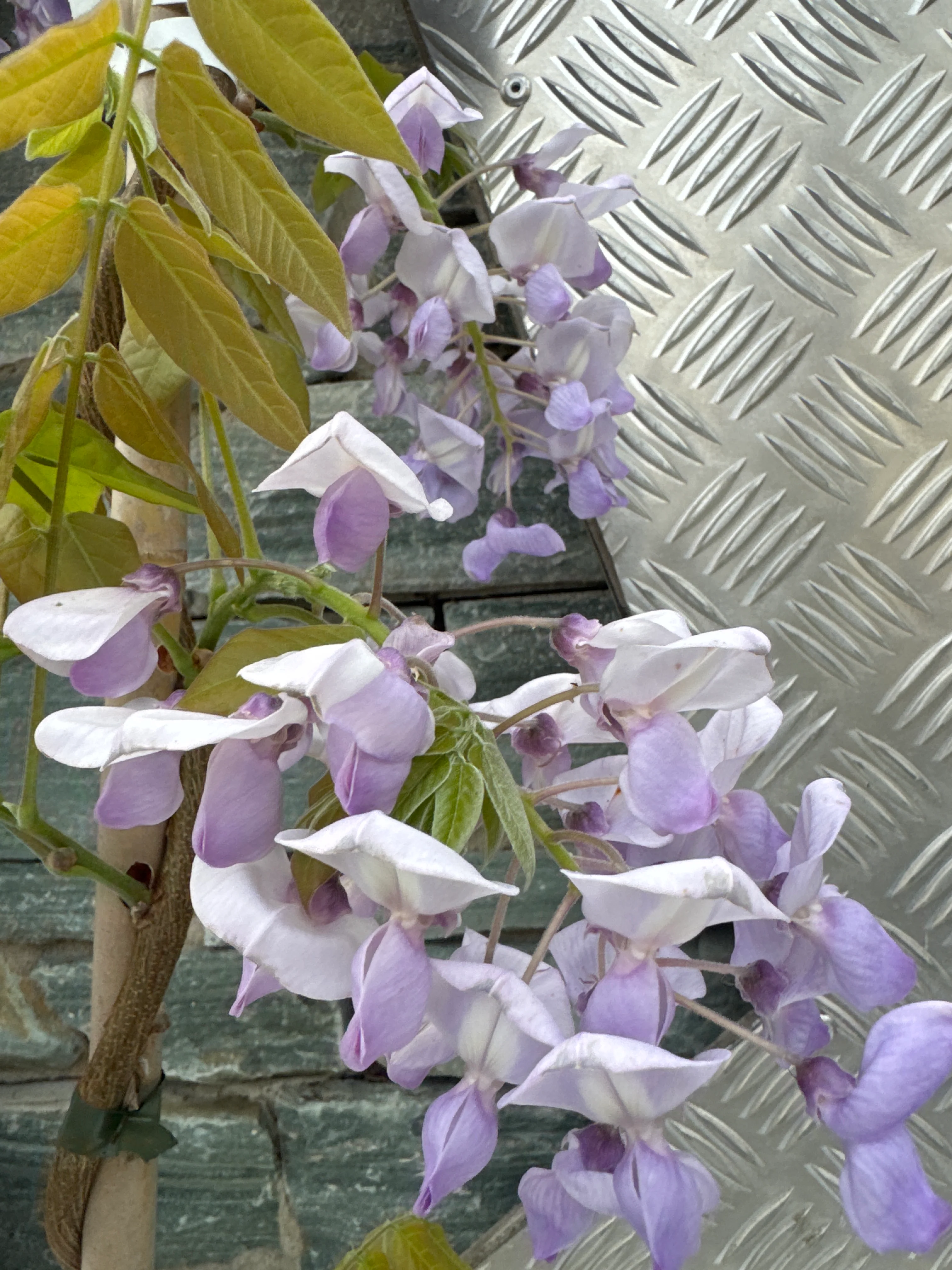 Wisteria in cultivars 175-200 cm. - Image 2