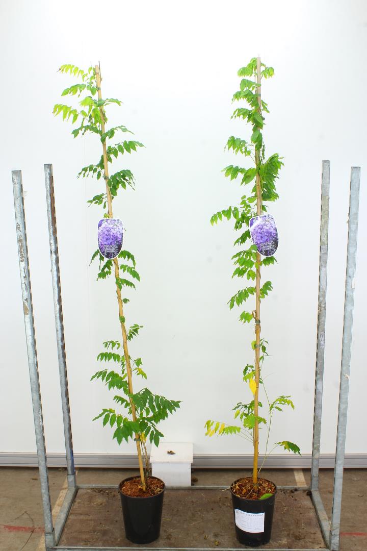 Wisteria sinensis Prolific