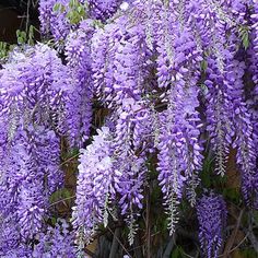 Wisteria sinensis Prolific  2 Ltr, 4 canes