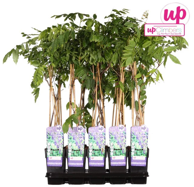 Wisteria sinensis Prolific  2 Ltr, 4 canes - Image 2