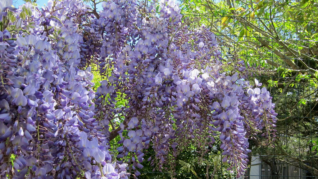 Wisteria sinensis Prolific - Image 2