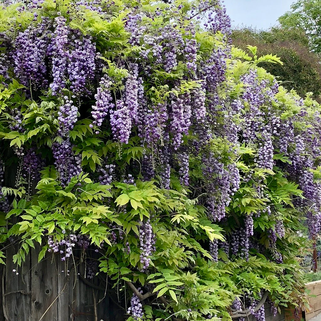 Wisteria sinensis Prolific - Image 3