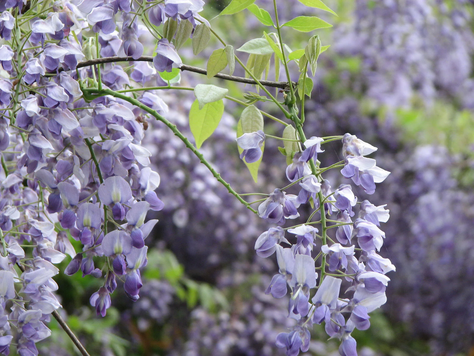 Wisteria sinensis Prolific - Image 4