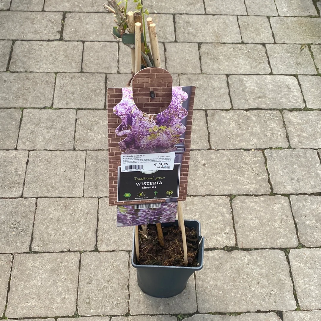 Wisteria sinensis  S-pot(2,25 L)