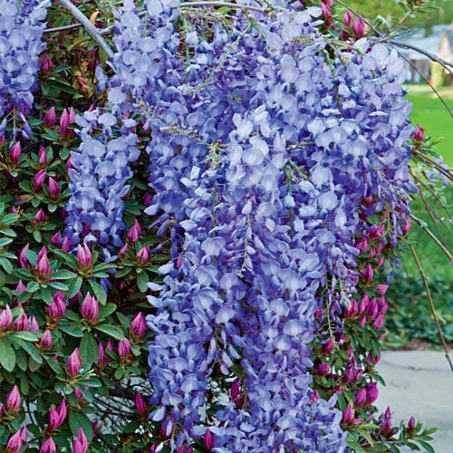 WISTERIA SPP. IN CVS (blue) CLT 10 H 200 - 250 CM