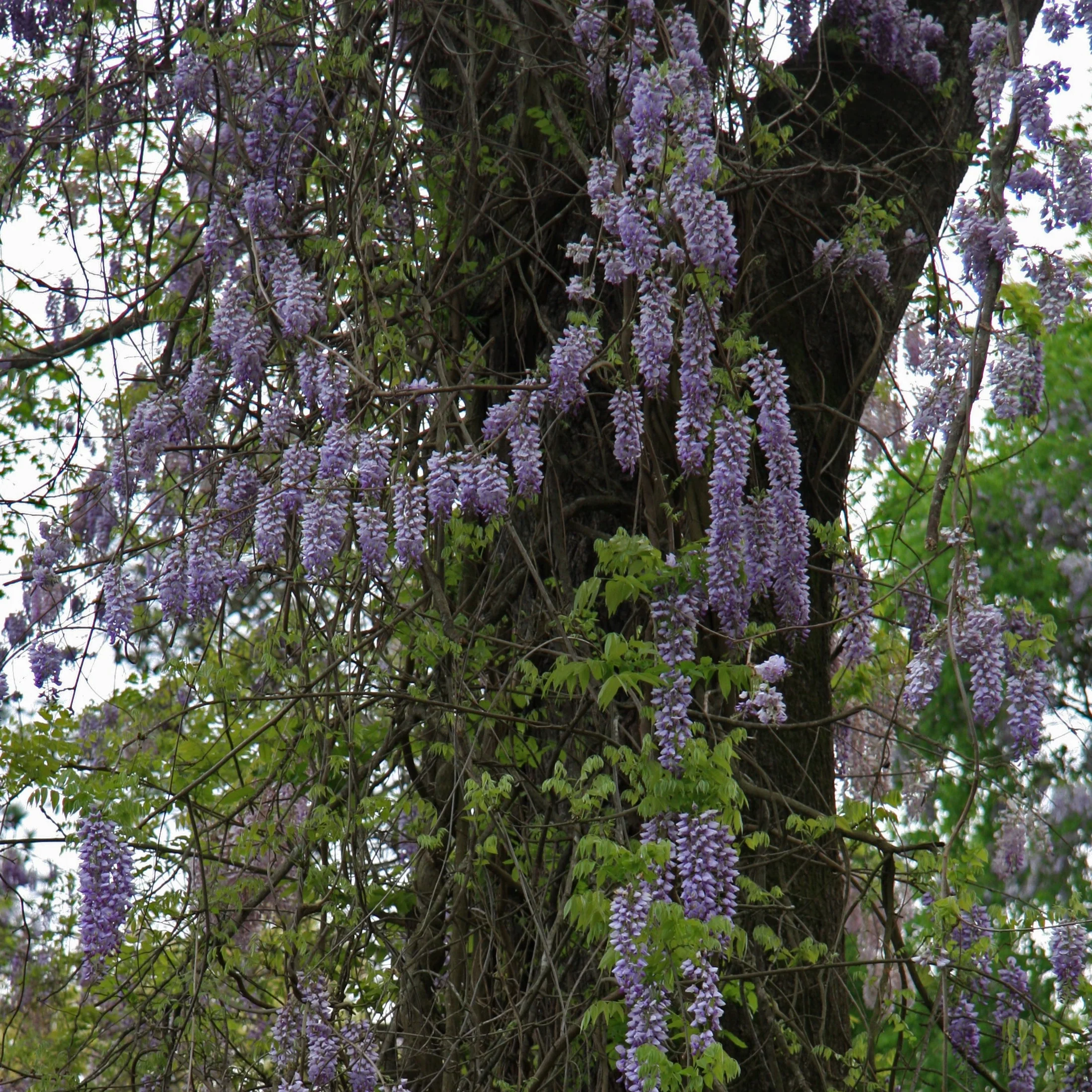 WISTERIA SPP. IN CVS (INN.) CLT 25  1/2 STD - Image 2
