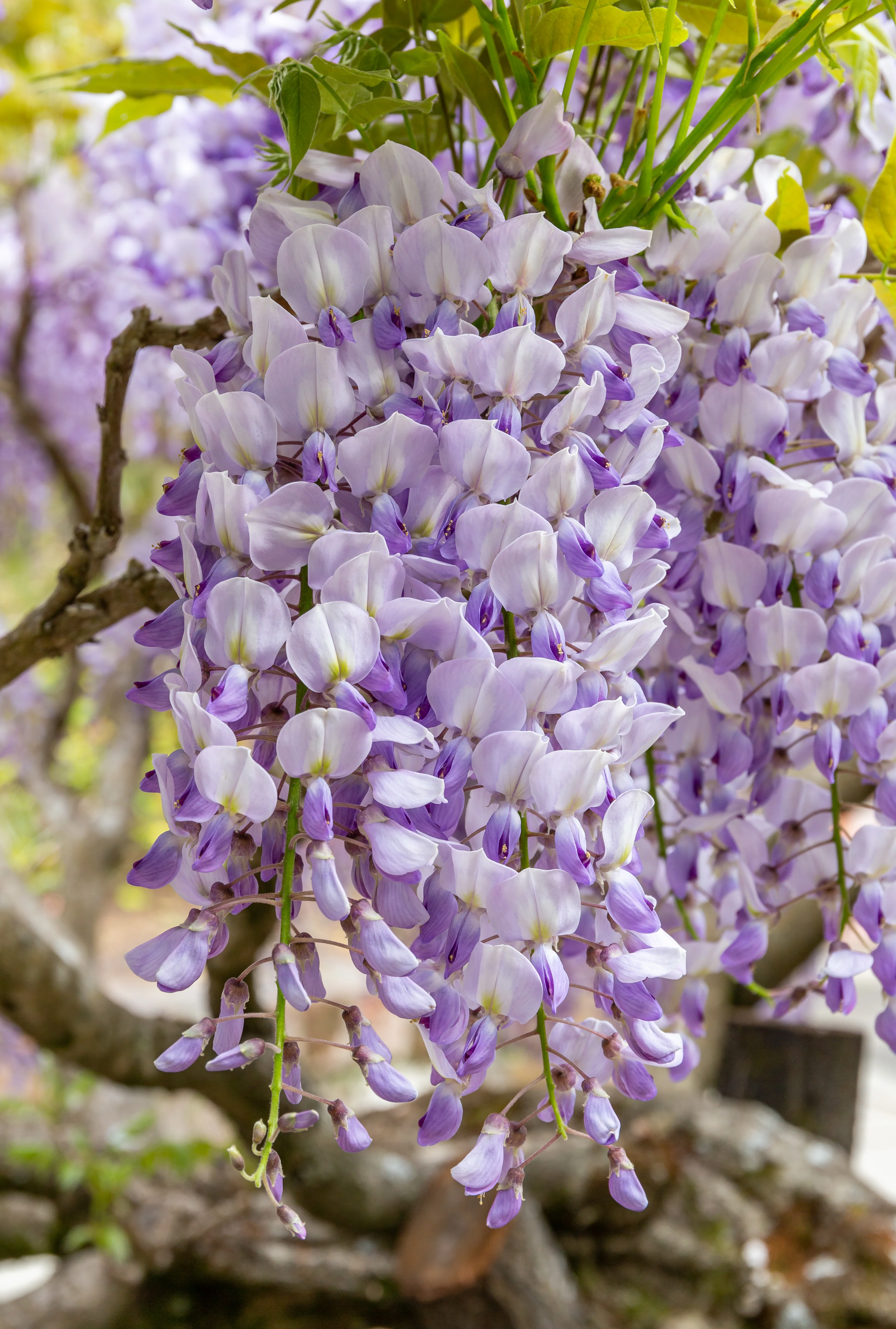 WISTERIA SPP. IN CVS (INN.) CLT 25  1/2 STD - Image 3
