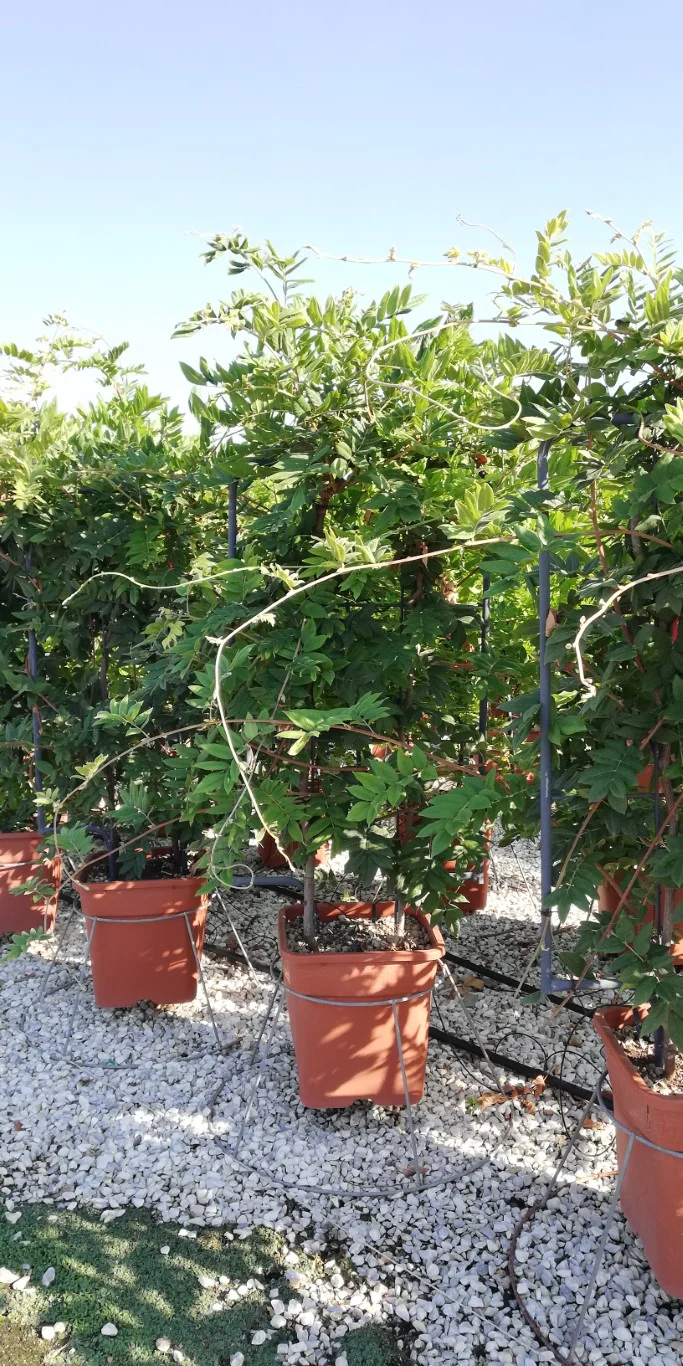 WISTERIA SPP. IN CVS (INN.) VQ  LT. 25      SPALLIERA IN METALLO 90 X 55 CM