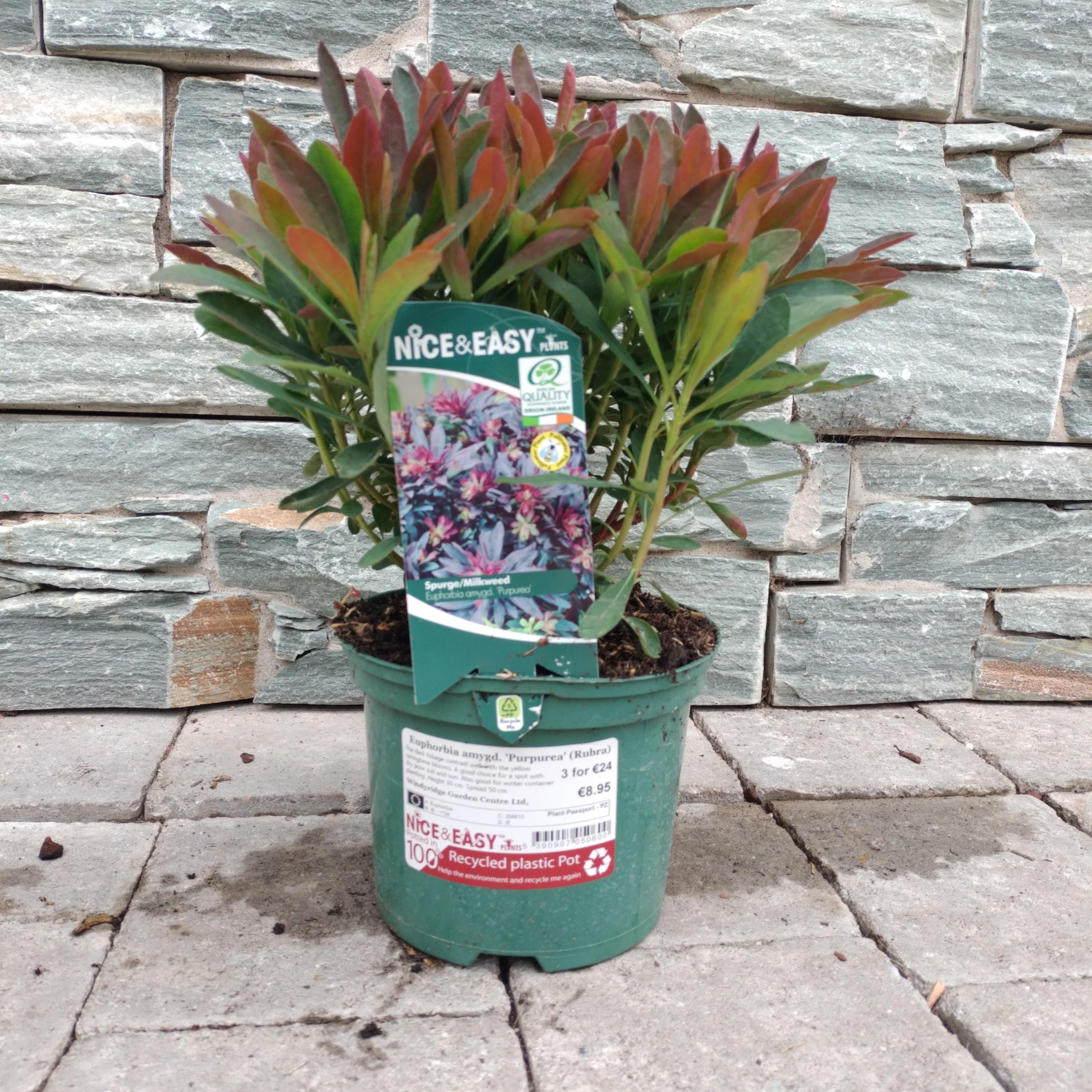 Wood Spurge Euphorbia amygdaloides Purpurea (2Ltr Pot) - Image 2