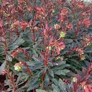 Wood Spurge Euphorbia amygdaloides Purpurea (2Ltr Pot) - Image 3