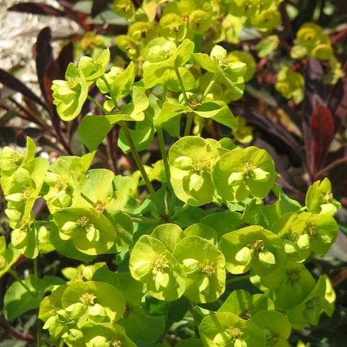 Wood Spurge Euphorbia amygdaloides Purpurea (2Ltr Pot) - Image 4