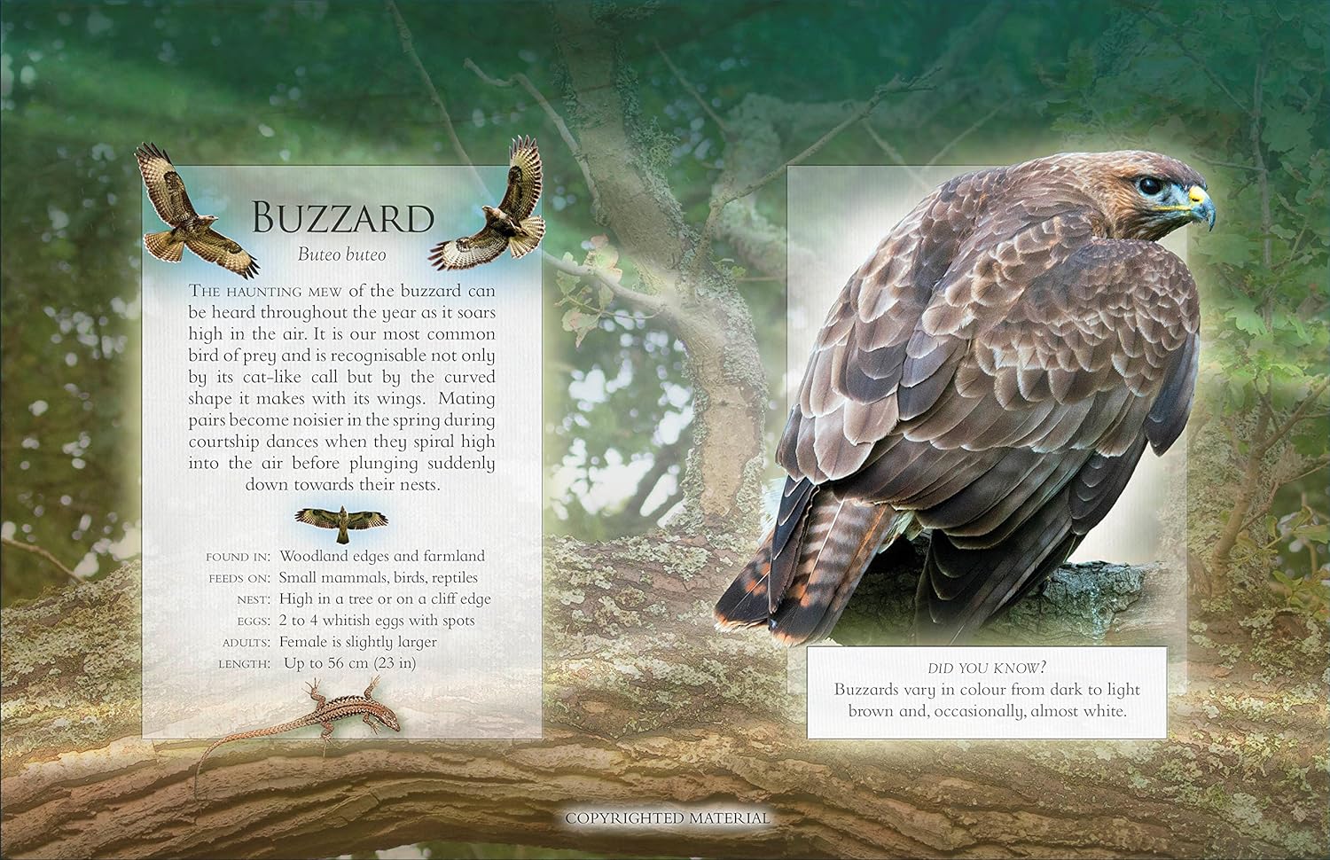 Woodland Bird Songs - Image 2