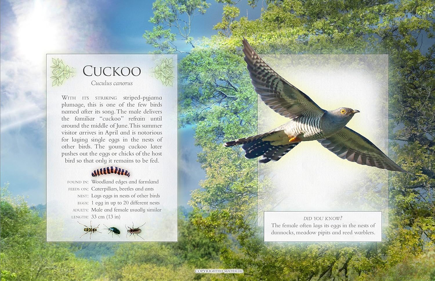 Woodland Bird Songs - Image 3