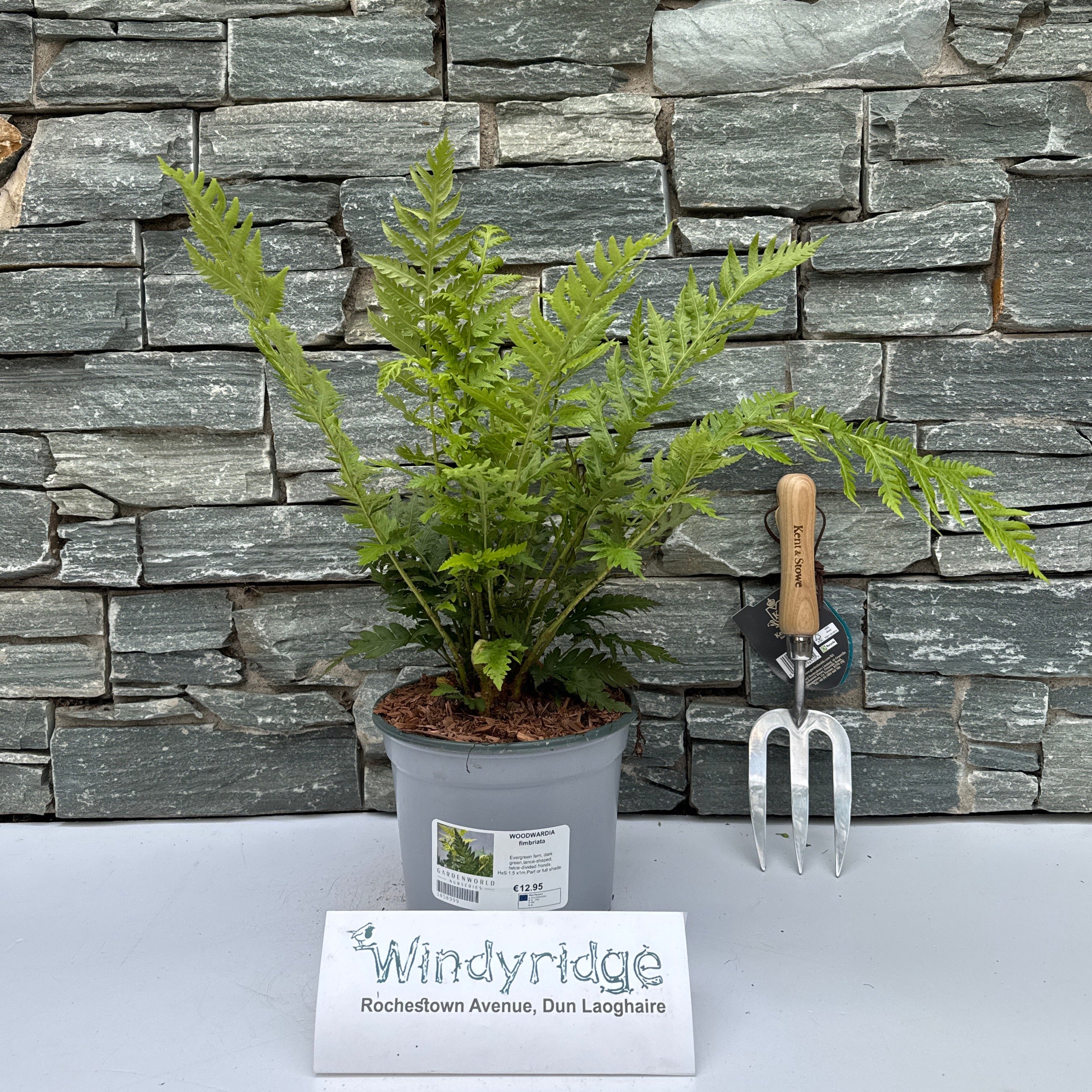 WOODWARDIA fimbriata 3L