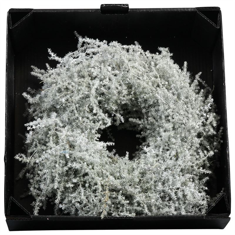Wreath Asparagus D35cm White Wax