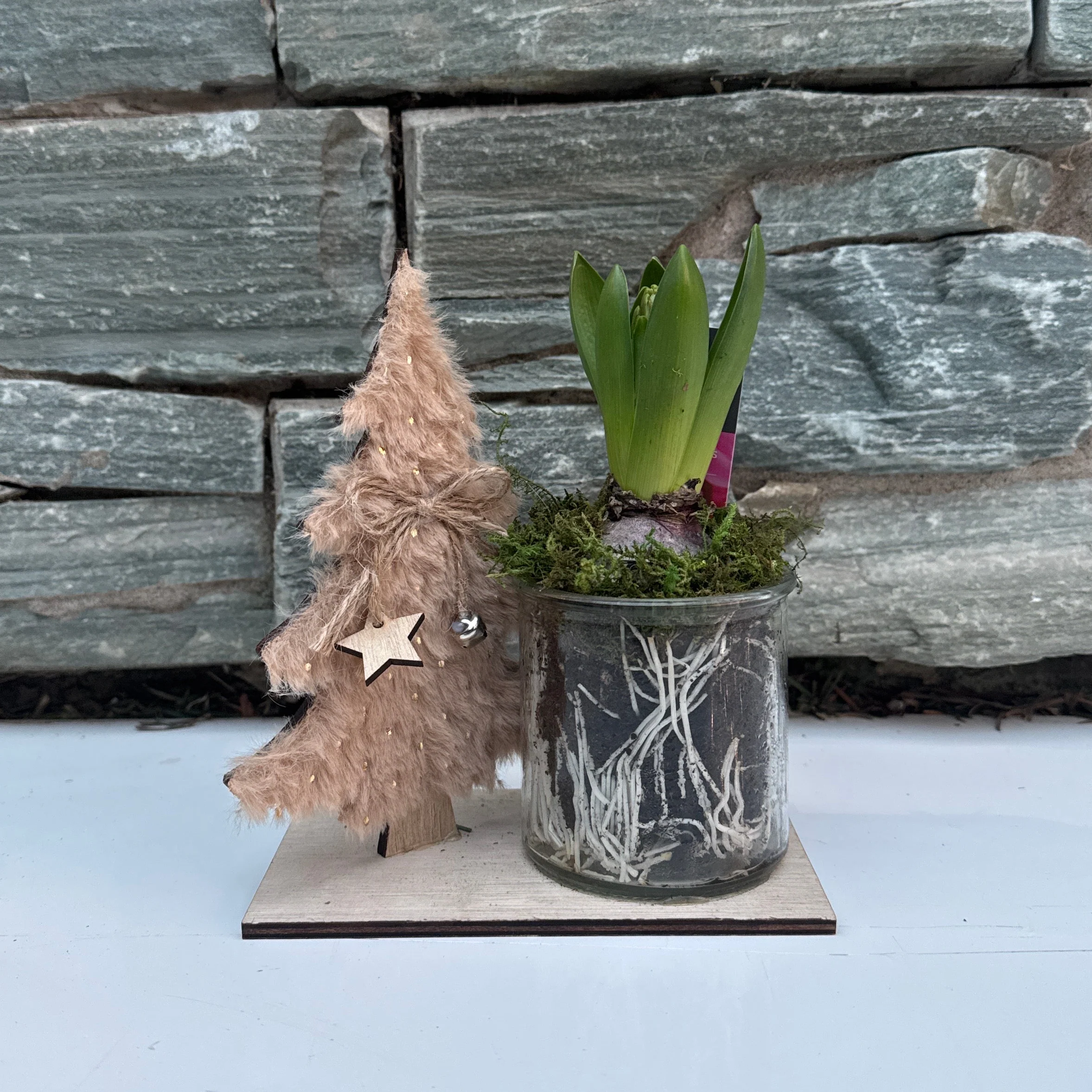Xmas Hyacinthus  16 CM - Image 2