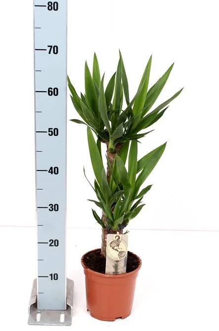 Yucca elephantipes P1745+20 stem