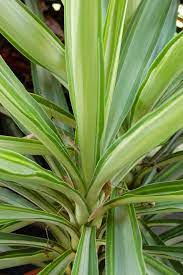 Yucca elephantipes P1745+20 stem - Image 2
