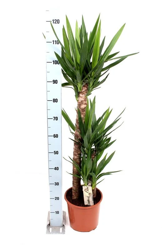 Yucca elephantipes 3 stem - Image 2