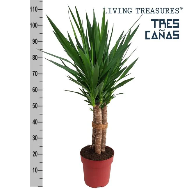 Yucca elephantipes  P24
