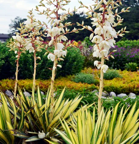 Yucca filamentosa Color Guard