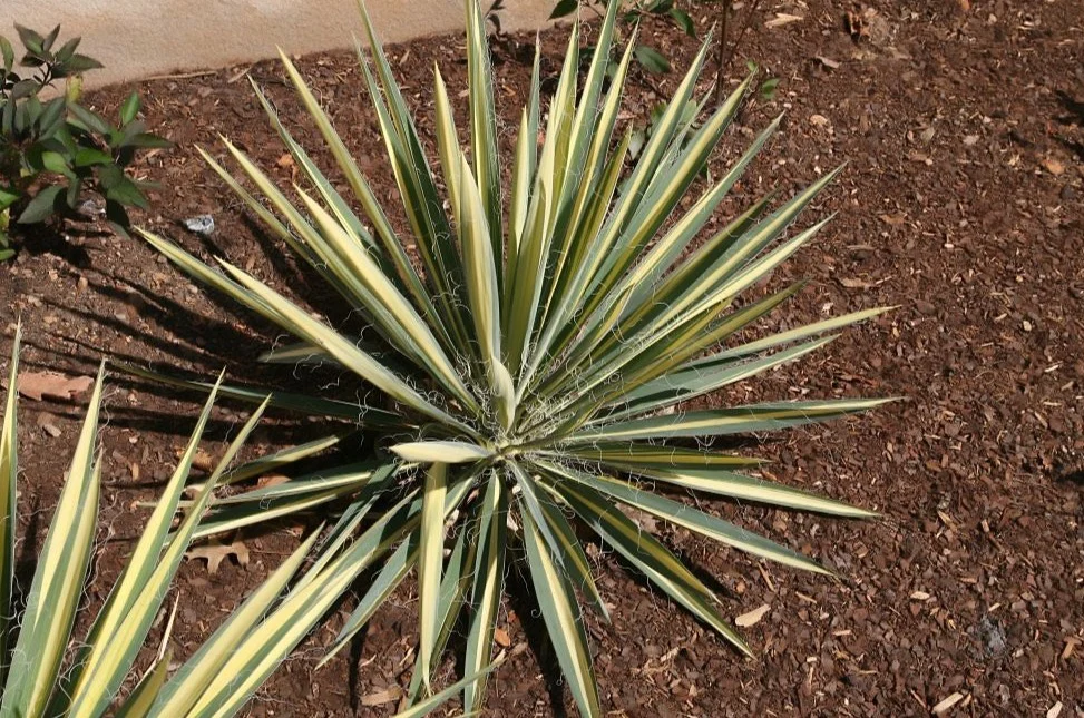 Yucca filamentosa Color Guard  3 Ltr pot