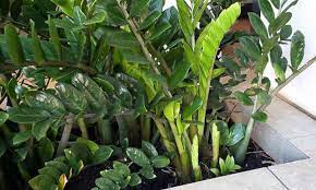 Zamioculcas zamiifolia P17 - 45 stem