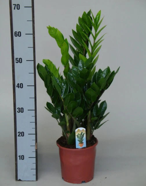 Zamioculcas zamiifolia P17 - 45 stem - Image 2