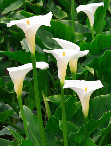 Zantedeschia a. Crowborough