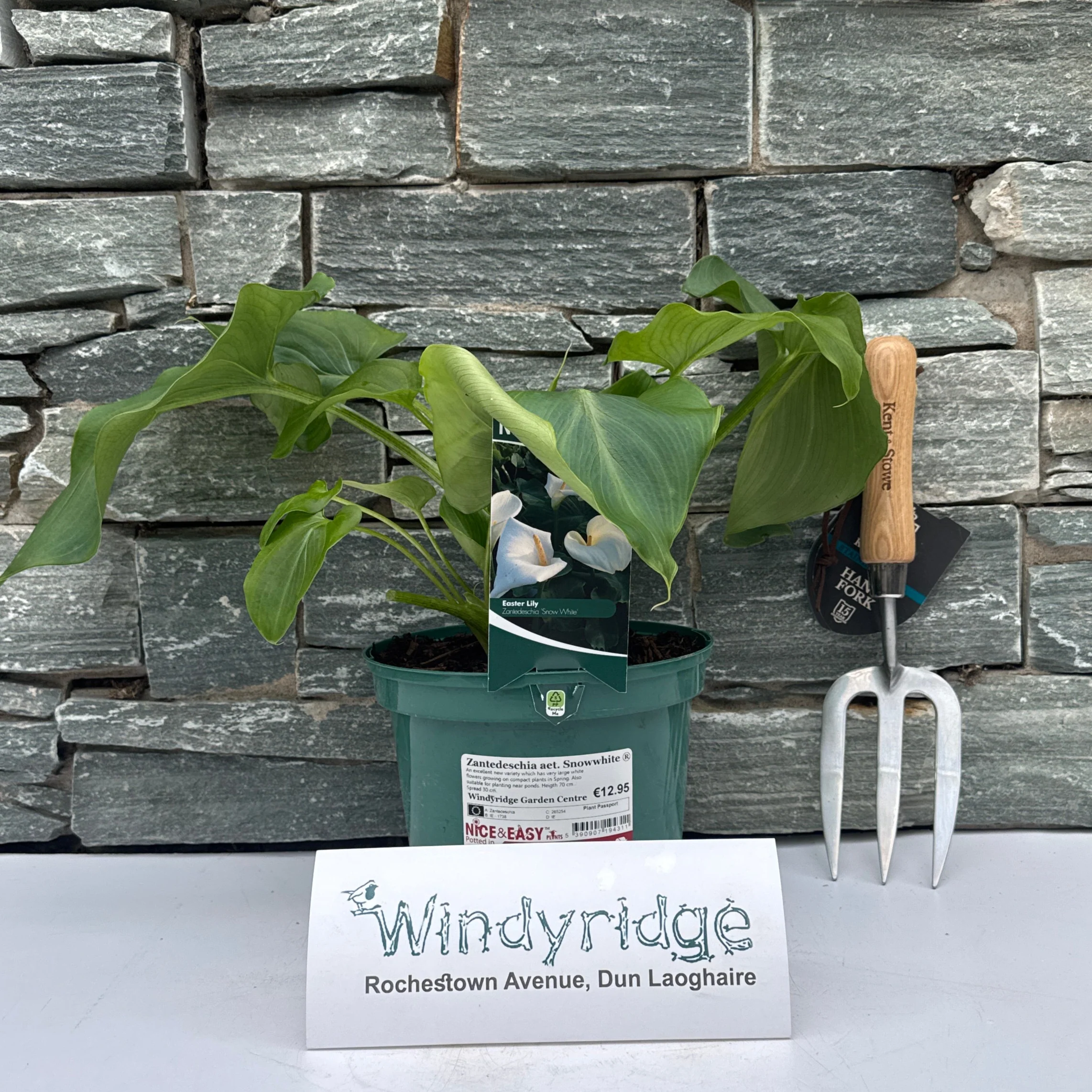 Zantedeschia aet. Snowwhite 3L