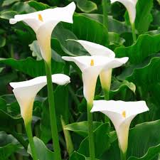 Zantedeschia aet. Snowwhite 3L - Image 2