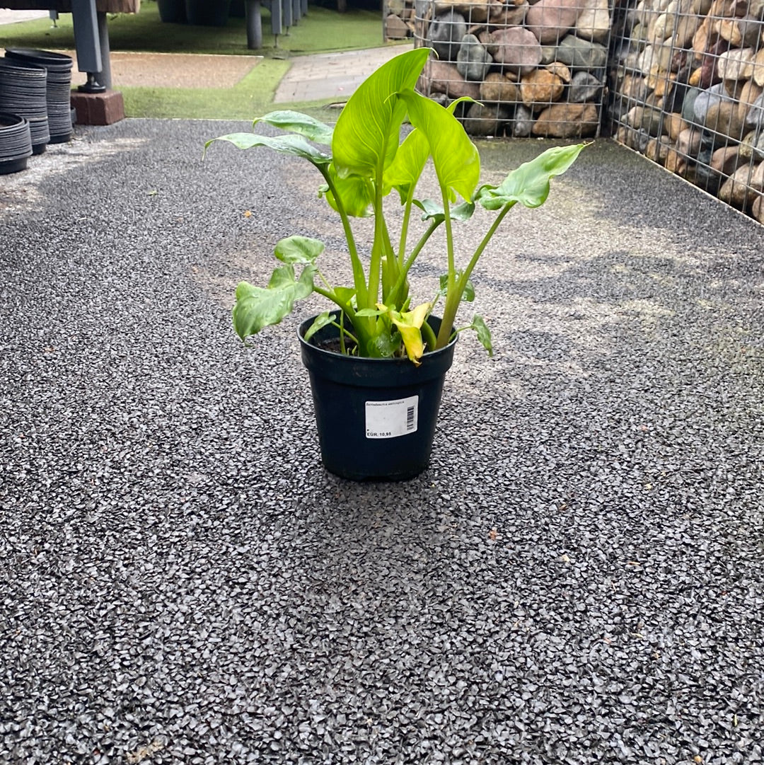 Zantedeschia aethiopica - Image 2