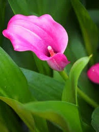 ZANTEDESCHIA BELCANTO