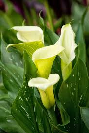 ZANTEDESCHIA CAPTAIN BRANCO