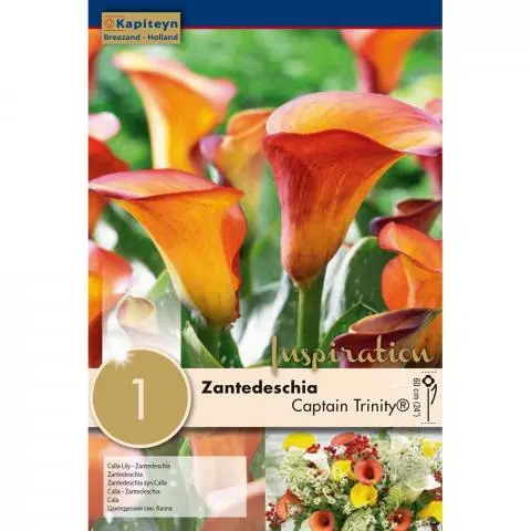ZANTEDESCHIA CAPTAIN TRINITY