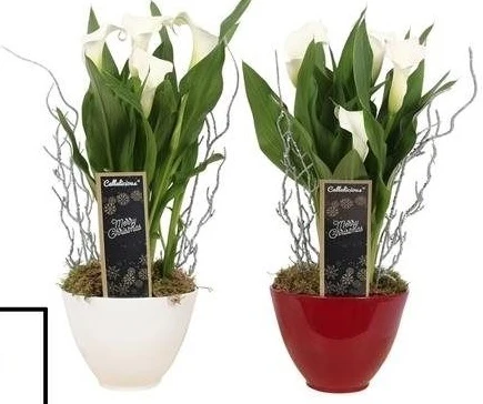 Zantedeschia Crystal Blush (white)