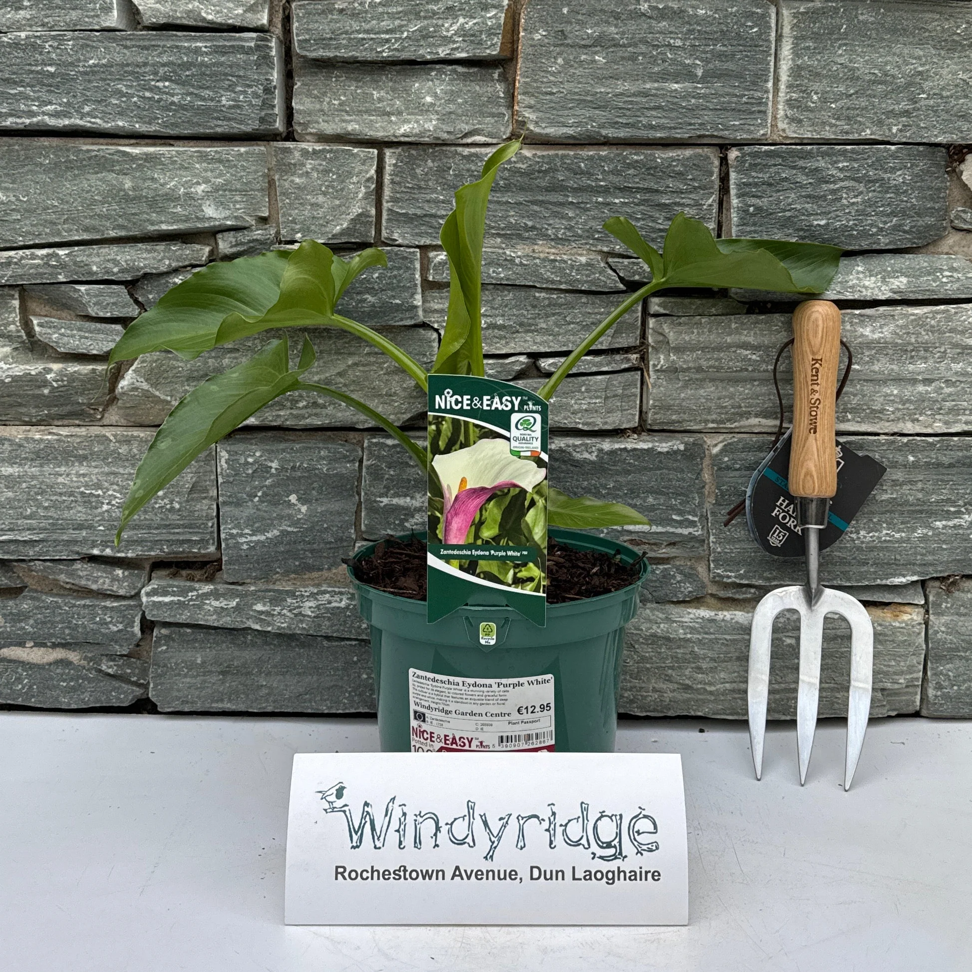 Zantedeschia Eydona 'Purple White'