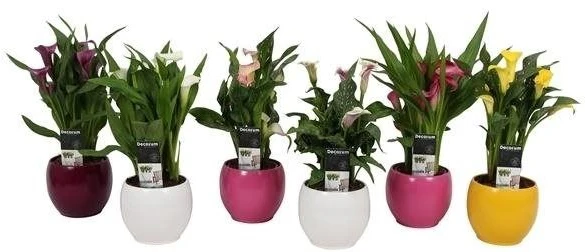 Zantedeschia mix ceramic pot