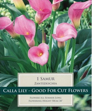 ZANTEDESCHIA SAMUR 14-16