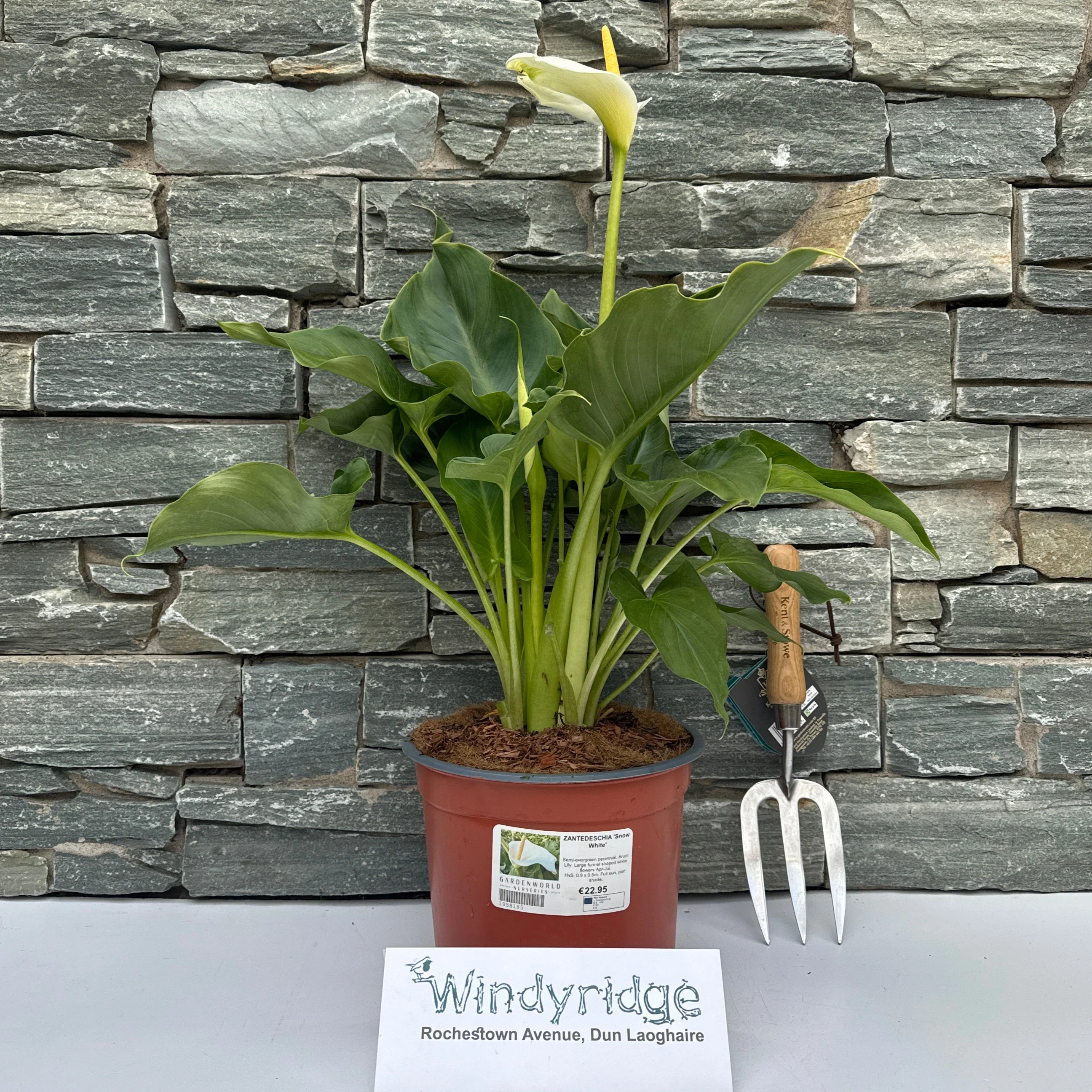 ZANTEDESCHIA Snow White