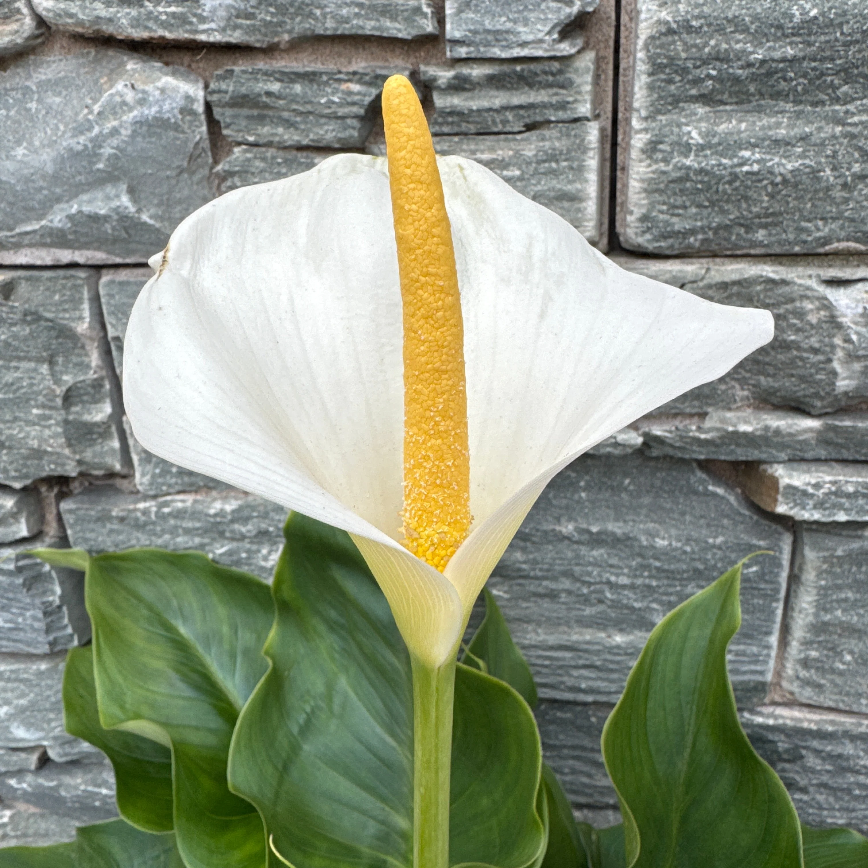 ZANTEDESCHIA Snow White - Image 2