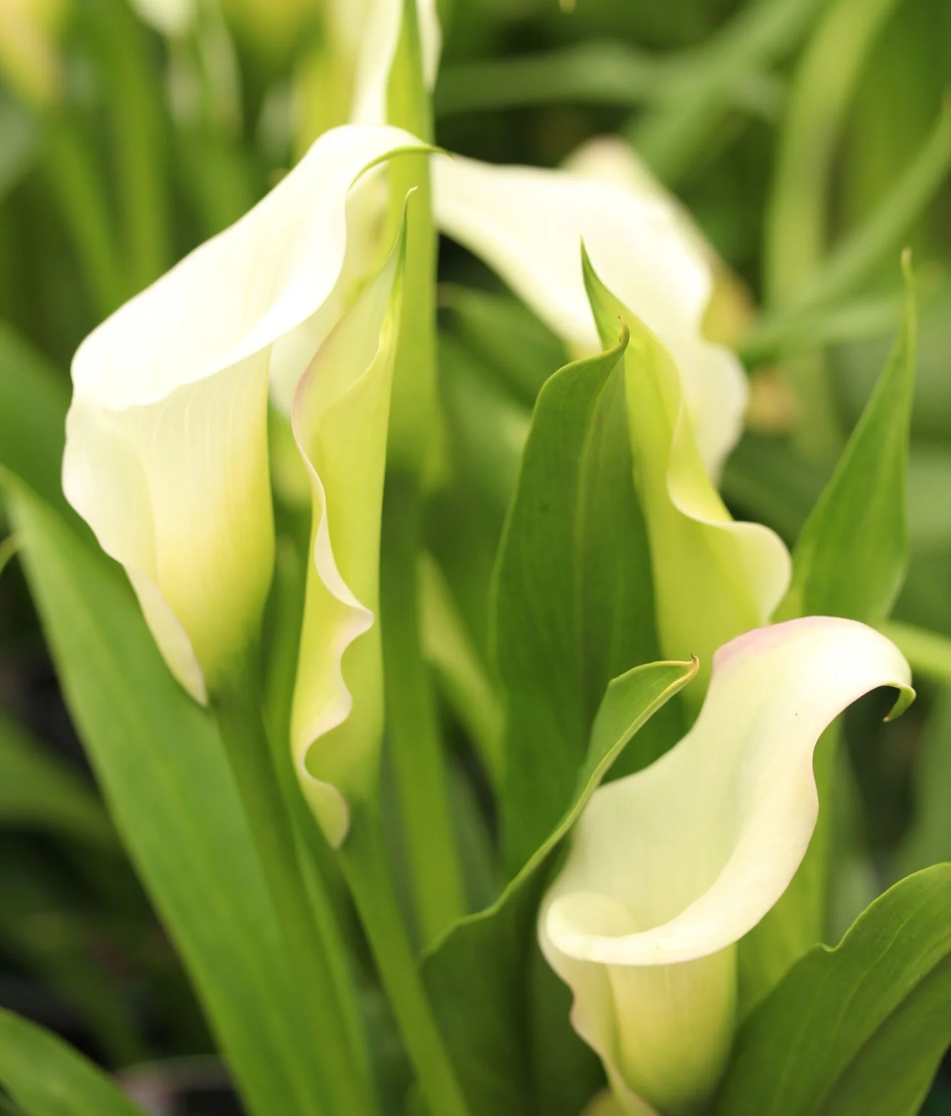 Zantedeschia White Blush 3 Ltr